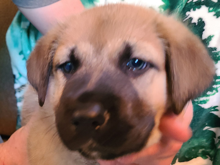 chinook puppy